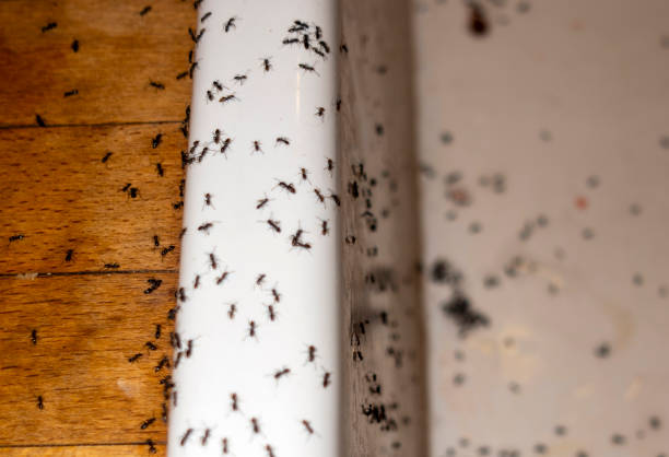 Best Termite Control Services  in Pinch, WV